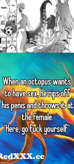 View Full Screen: male octopuses have penis sac and a sperm duct and they can also rip of there penis an give to the female as 34fuck toy3.jpg