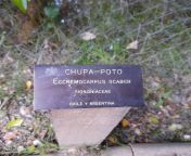 Finalmente la planta chupa poto from kettina xxx poto