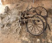A 2000-year-old Thracian chariot with horse skeletons found in the village of Karanovo, Bulgaria, in 2008 [1999x1291] from 14 year schoolgirl sex indian village school xxx videos hindi car sexi college school girl rape xxx 3gpndian been bhai hindi sexsi muvi com